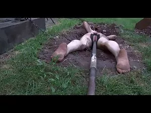 Boca azul 2019 cojie ...